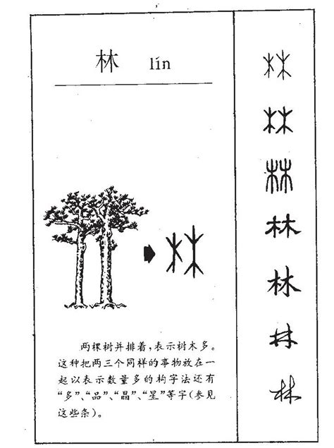 林字五行|【林的五行】林有什麼特殊之處？五行學角度解析林的奧秘